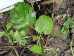 Rhynchosida physocalyx