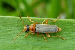 Cantharis lateralis