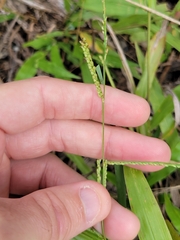 Paspalum langei