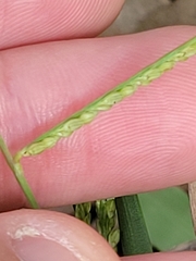 Paspalum langei
