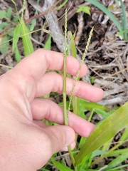 Paspalum langei