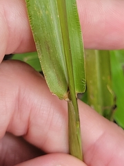 Paspalum langei