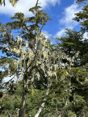 Alectoria sarmentosa