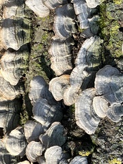 Stereum ostrea