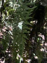 Asplenium
