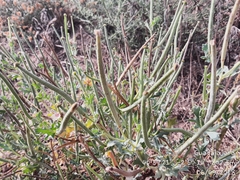 Glaucium corniculatum