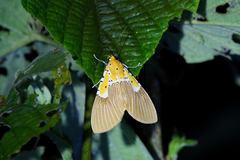 Asota speciosa