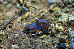 Arthroleptis xenodactyloides