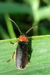 Silis ruficollis