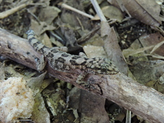 Phyllodactylus unctus