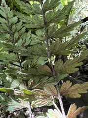 Asplenium