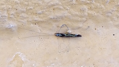 Nectopsyche splendida