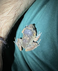 Limnonectes pseudodoriae
