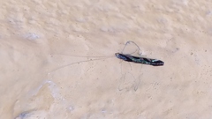 Nectopsyche splendida