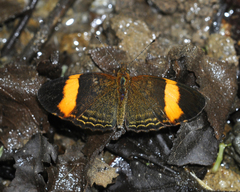 Telenassa jana