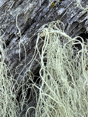 Alectoria sarmentosa