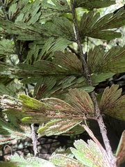 Asplenium