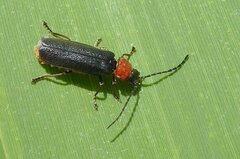 Silis ruficollis