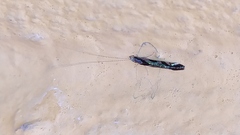 Nectopsyche splendida