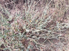 Glaucium corniculatum
