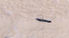 Nectopsyche splendida