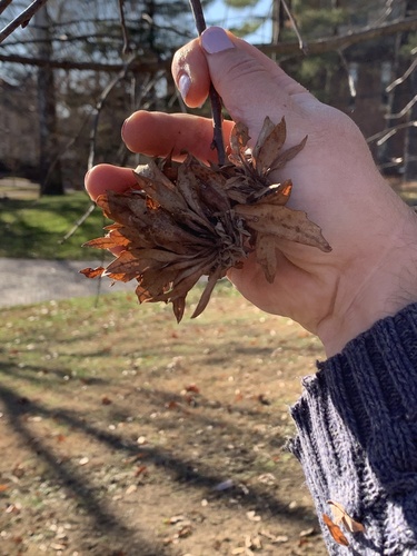 Oak Rosette Gall Wasp
