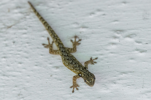 King Dwarf Gecko