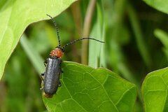 Silis ruficollis