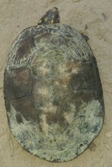Podocnemis