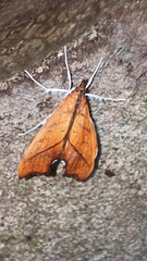 Anarmodia