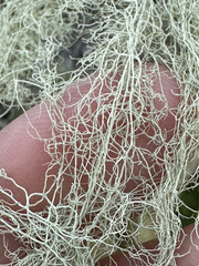 Alectoria sarmentosa