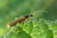 Rhagonycha lignosa