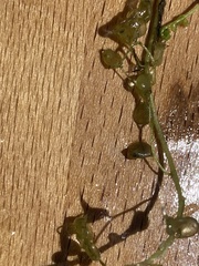 Utricularia intermedia