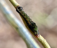 Spodoptera eridania