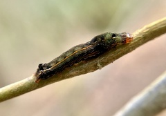 Spodoptera eridania