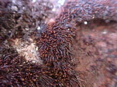 Andreaea