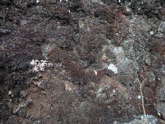 Andreaea