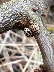 Tytthaspis sedecimpunctata