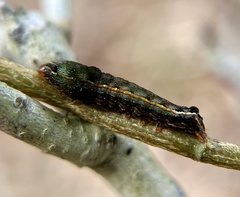 Spodoptera eridania