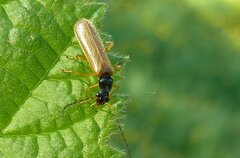Rhagonycha lignosa