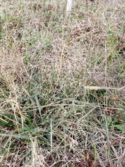 Eragrostis intermedia