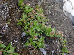 Salix arctica