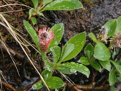Salix arctica