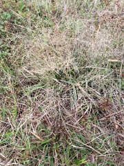 Eragrostis intermedia