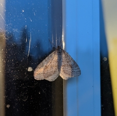 Operophtera bruceata