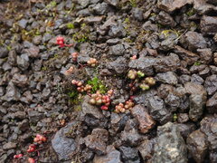Sedum divergens