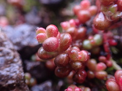 Sedum divergens