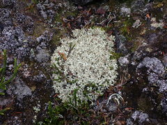 Cladonia uncialis