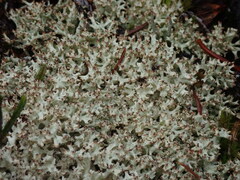 Cladonia uncialis