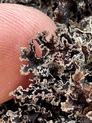 Peltigera collina